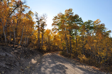 Fototapeta premium Landscape view of a dirt road in the country, framed by trees with beautiful golden and orange fall colors