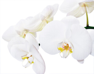 White Phalonopsis blossoms on white background.  Strong fuchsia and yellow color accents.
