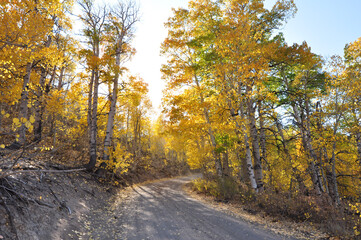 Naklejka na ściany i meble Landscape view of a dirt road in the country, framed by trees with beautiful golden and orange fall colors