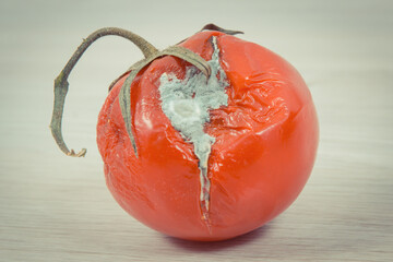 Spoiled tomato with mold, unhealthy and disgusting vegetable