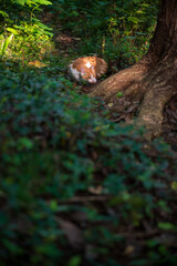 A little cat enjoying sunlight under the trees