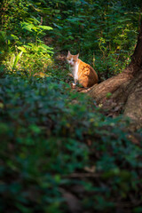 Fototapeta premium A little cat enjoying sunlight under the trees