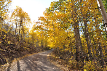 Obraz premium A pretty country road in California, framed on both sides by trees with colorful fall foliage