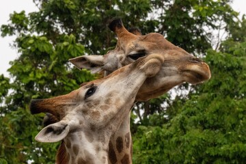 Giraffe Love is in the Air