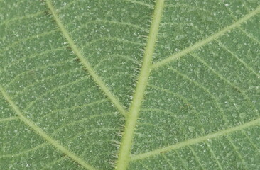 macro leaf with  water drops texture .Plant background. Poster
