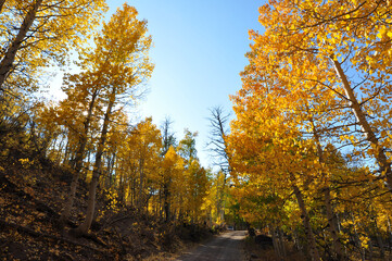 Fototapeta premium Landscape view of a dirt road in the country, framed by trees with beautiful golden and orange fall colors