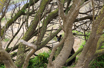 Fototapeta na wymiar Wallaby behind tree - Phillip Island, Victoria, Australia