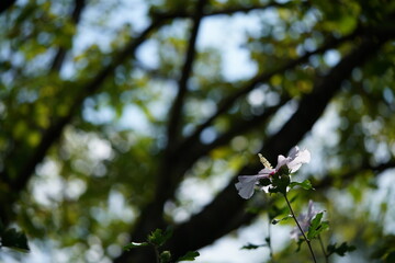 White Flowers of Rose of Sharon 'Natuzora' in Full Bloom
