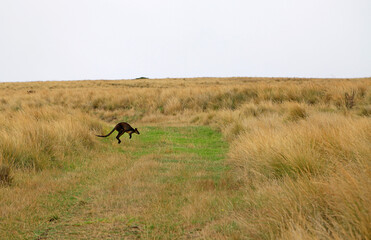 Wallaby jumping - Phillip Island, Victoria, Australia