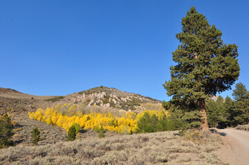 Hillside in California with vibrant fall colors on a sunny autumn day