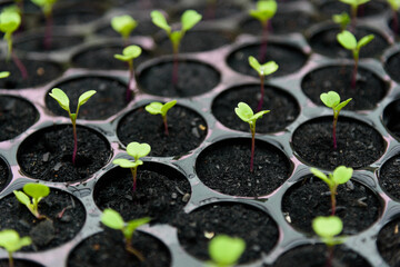green oak sapling in Nursery tray