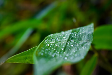 A few small drops of water are hanging on the leaves of the bamboo tree and on the small branches.