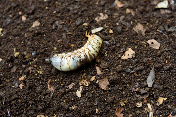 Closeup to Coconut beetle worm 