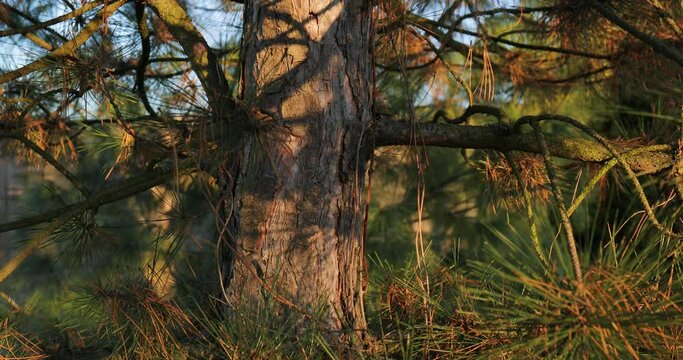 Forest detail with pine trees in sunlight, camera sliding up