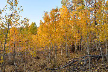Fototapeta premium A grove of trees with beautiful orange, yellow and golden fall colors on a bright sunny autumn day in California