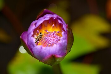 Fototapeta na wymiar Close up photo of lotus flower