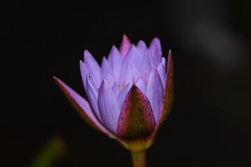 Close up photo of lotus flower