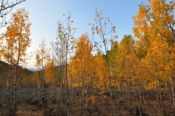 Fototapeta premium A grove of trees with beautiful orange, yellow and golden fall colors on a bright sunny autumn day in California