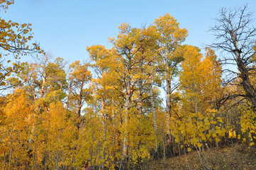 Fototapeta premium A grove of trees with beautiful orange, yellow and golden fall colors on a bright sunny autumn day in California