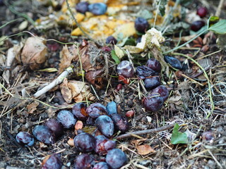 Waste free production of natural organic fertilizer. Compost heap in the garden with rotting...