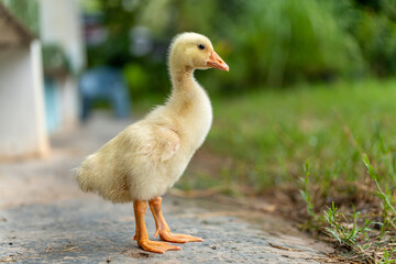 A yellow gosling stand ,side view.