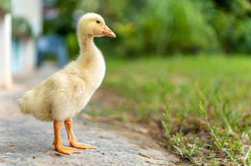 A yellow gosling stand ,side view.