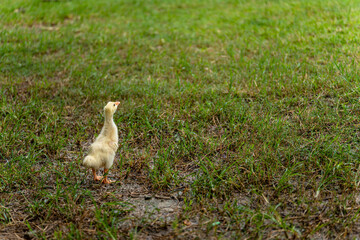 A young yellow gosling walks on the grass .