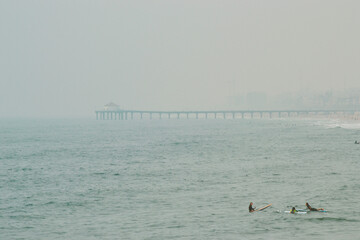 seagulls on the beach