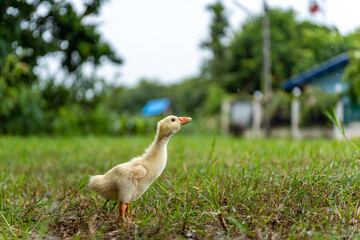 A young yellow gosling walks on the grass .