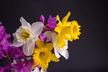 Fototapeta premium 独特の形、黄色や白い花びらの色が光に輝くラッパズイセン