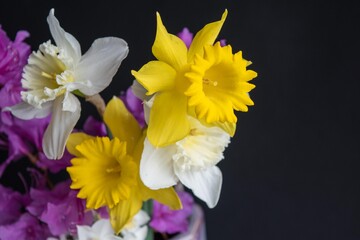 独特の形、黄色や白い花びらの色が光に輝くラッパズイセン