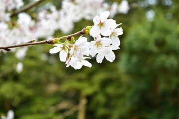 真っ白な花びらでサクラによく似たハナモモの花