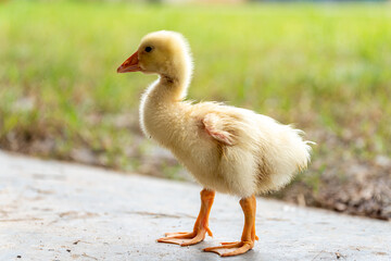 A yellow gosling stand ,side view.