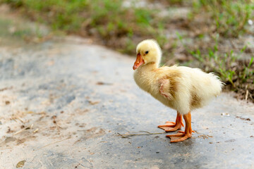 A yellow gosling stand ,side view.