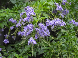 タカラジェンヌの衣装のように白い縁取りがあるので「タカラズカ」