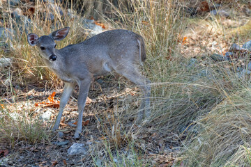 Obraz premium White-tailed Deer (Odocoileus virginianus) fawn