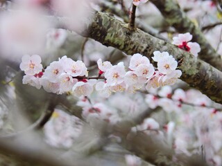 春といえばサクラ、花といえばソメイヨシノ

