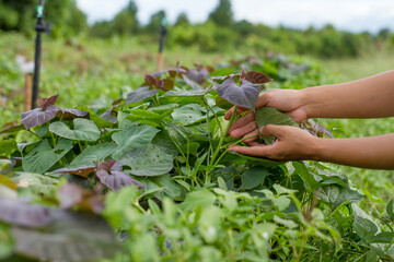 Expert Farmer hand and sweet potato plant at farm