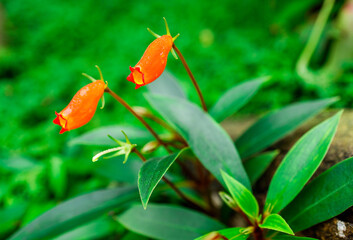 Nepenthe tropical carnivore plant. Venus Flytrap flowers