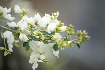 秋に花咲くハギ（萩）にもいろんな色がありますがこちらは真っ白なミヤギノハギ