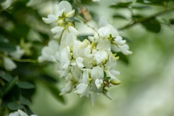 秋に花咲くハギ（萩）にもいろんな色がありますがこちらは真っ白なミヤギノハギ