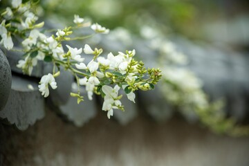 秋に花咲くハギ（萩）にもいろんな色がありますがこちらは真っ白なミヤギノハギ