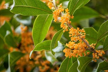 誰でもよくご存じの甘い香りのもとはこのキンモクセイです