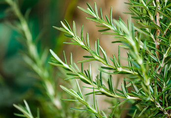 Fresh Rosemary Herb grow outdoor. Rosemary leaves Close-up.