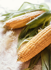yellow cobs of ripe corn on a wooden table. yellow corn and greens on a wooden light kitchen table. autumn still life with corn and herbs. ripe grains of yellow corn. unpeeled corn cobs