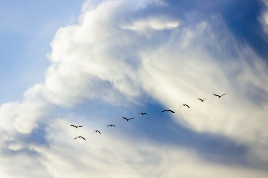 group of brids isolated on sky background