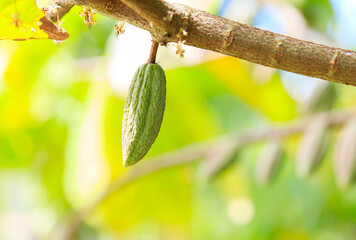 Cacao Tree (Theobroma cacao). Organic cocoa fruit pods in nature.