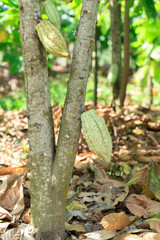Cacao Tree (Theobroma cacao). Organic cocoa fruit pods in nature.