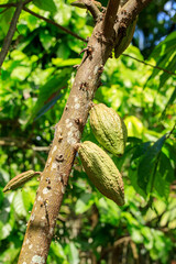 Cacao Tree (Theobroma cacao). Organic cocoa fruit pods in nature. (chocolate tree)