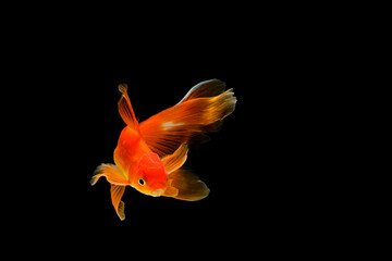 goldfish isolated on a dark black background. different colorful Carassius auratus in the aquarium